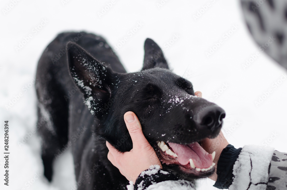East European Shepherd. Harmonious relationship with the dog: mental health, education and training. East European Shepherd. Harmonious relationship with the dog: mental health, education and training.