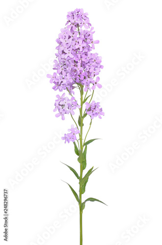 Dame's Rocket (Hesperis matronalis) flower photo