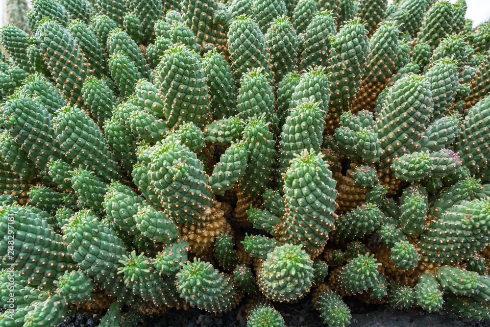 Cactus plant isolated on volcanic soil.Euphorbia caput-medusae Cactus plant isolated on volcanic soil.Euphorbia caput-medusae