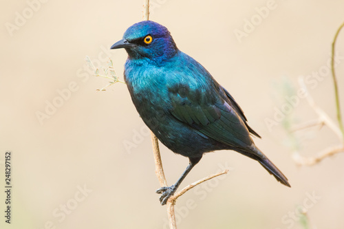 Close up image of a glossy starling in a nature reserve in south africa