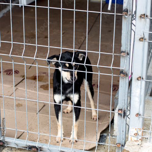 little black stray dog in shelter, charity theme