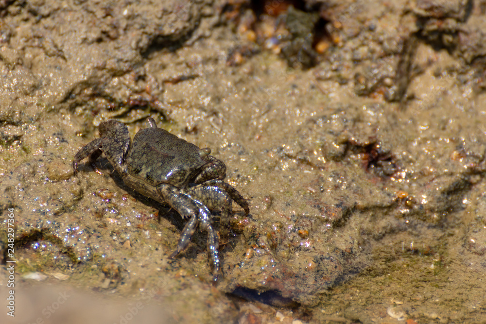 Crab searching for food on a seashore rock.
