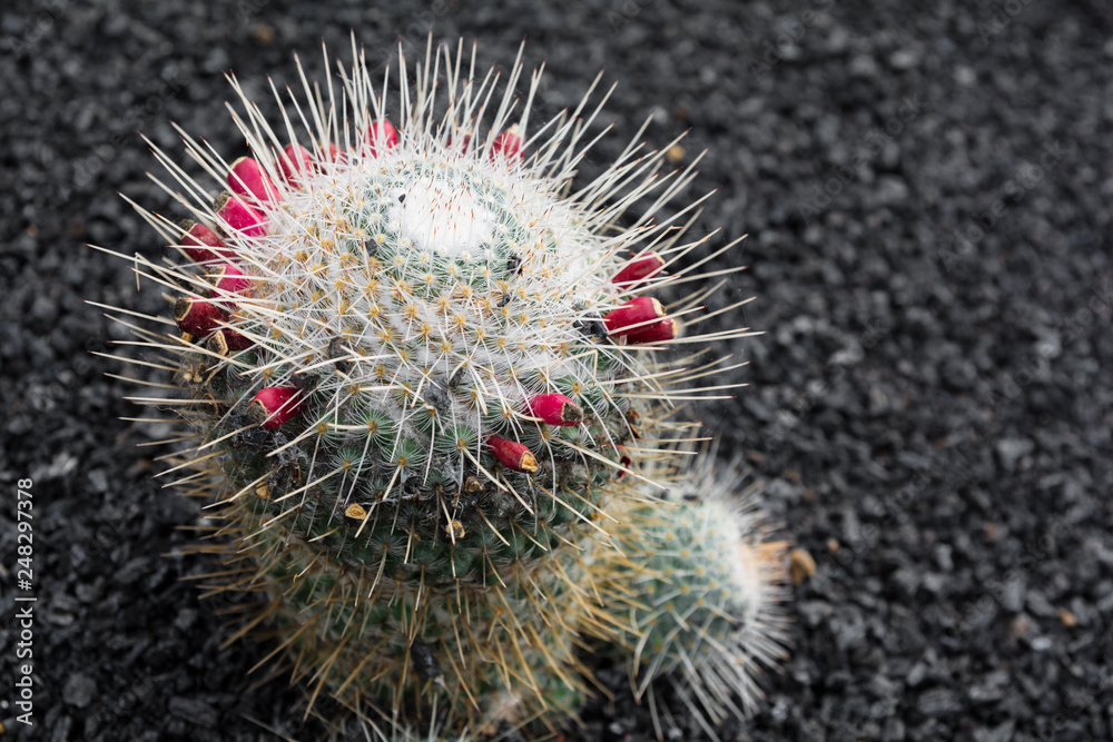 Fototapeta premium Cactus plant isolated on volcanic soil.