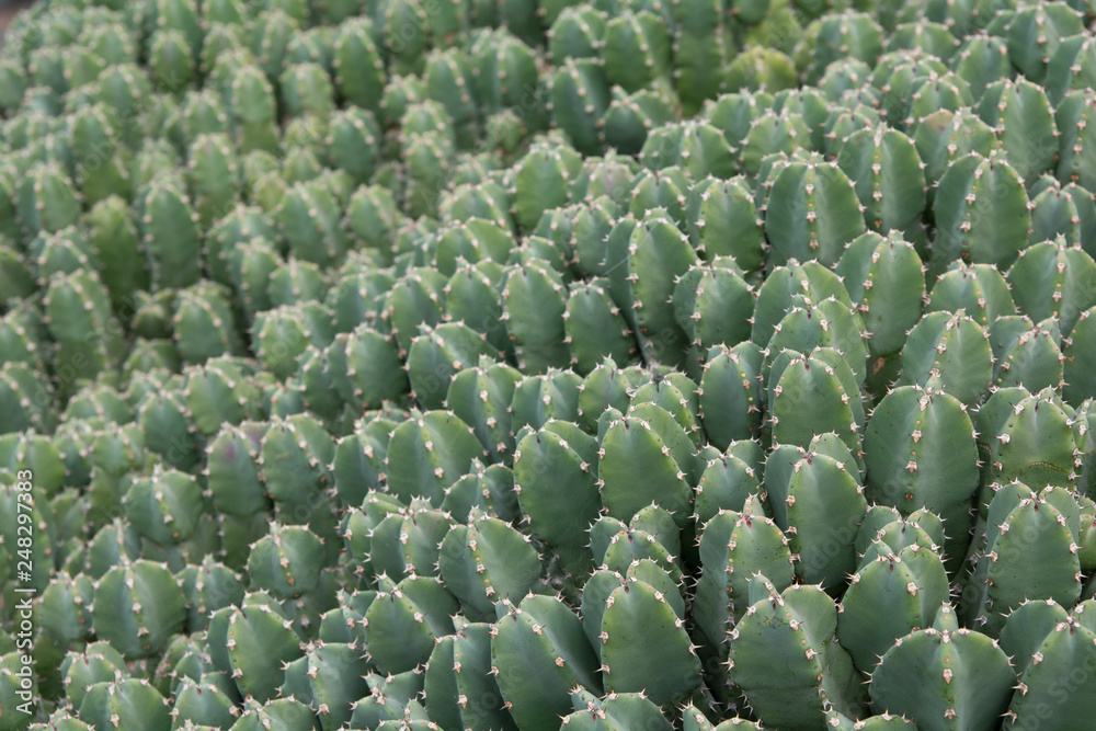 Cactus plant isolated on volcanic soil. Cactus plant isolated on volcanic soil.