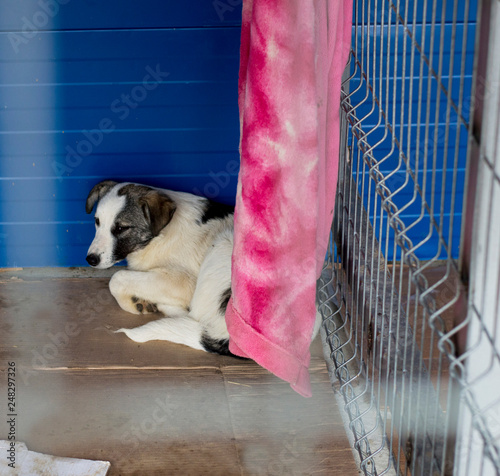 sick dog lies in the corner of the cage