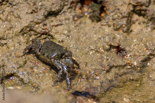 Crab searching for food on a seashore rock.