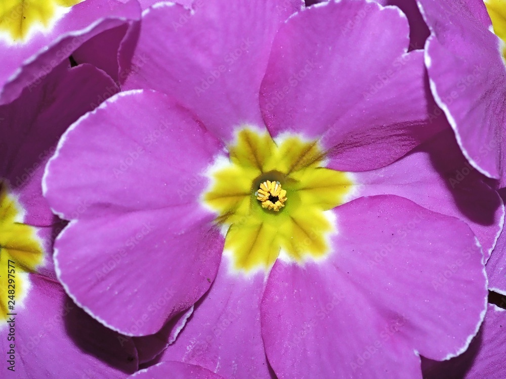 Beautiful pink primula blossom or primrose Beautiful pink primula blossom or primrose