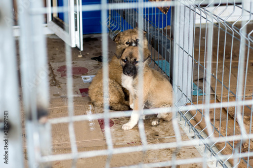 two rescued puppies in a shelter cage