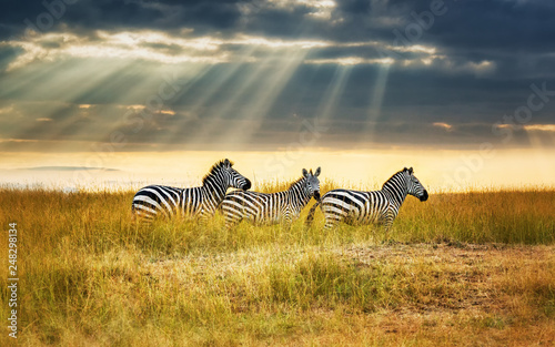 Zebras in Savanne