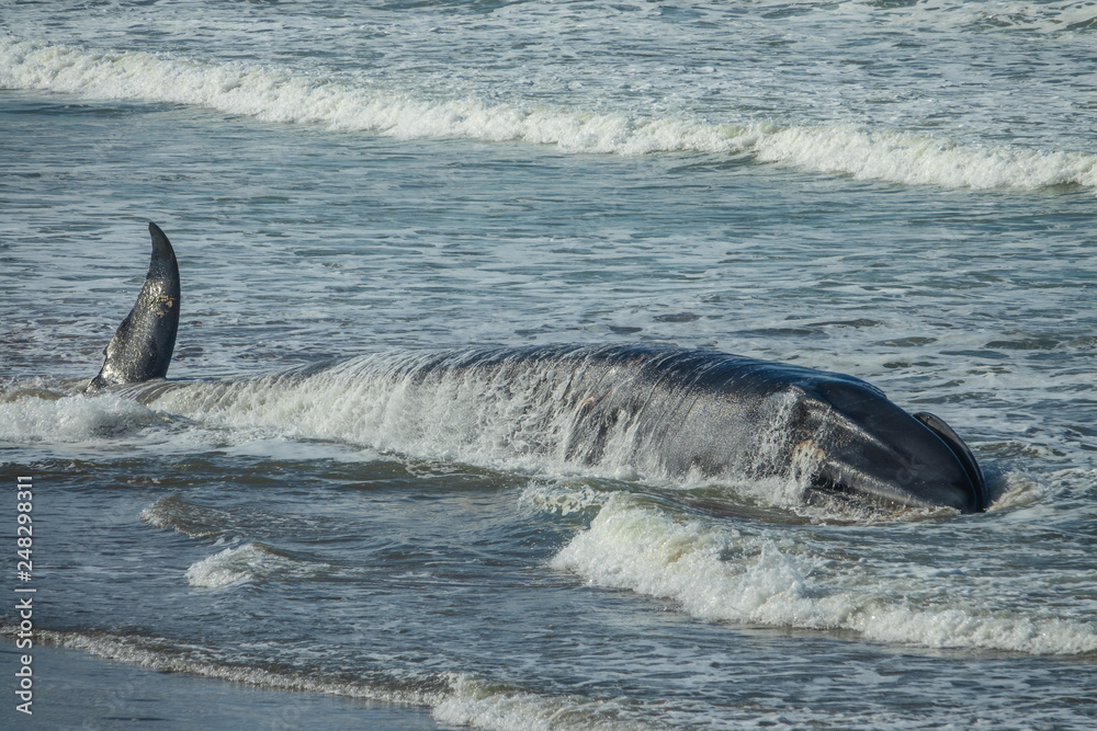 Fototapeta premium Wounded dying humpback whale grounding in the coast in Basque Country