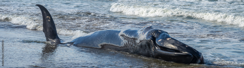 Fototapeta premium Wounded dying humpback whale grounding in the coast in Basque Country 32:9