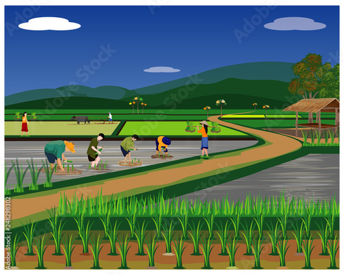 farmer transplant rice seeding in paddy field vector design