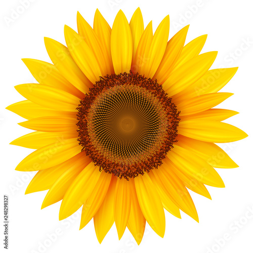 Sunflower isolated, vector summer flower.