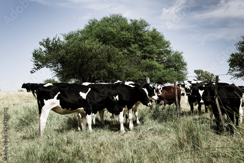 Cows fed with grass, Buenos Aires, Argentina © foto4440