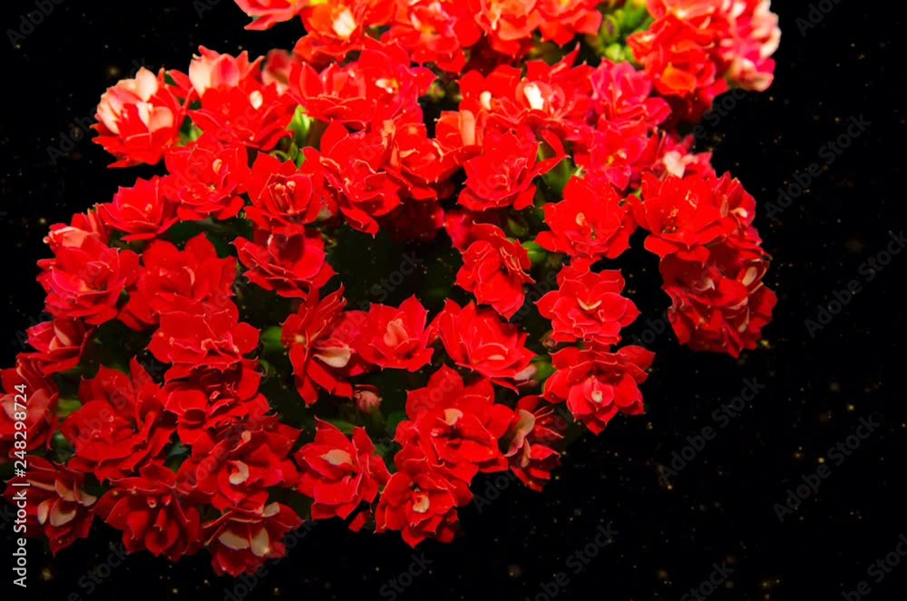 Fleurs rouge saint valentin