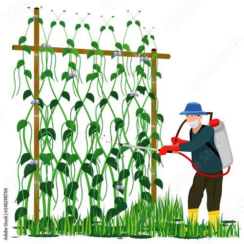agriculturist sprays lentils plant vector design