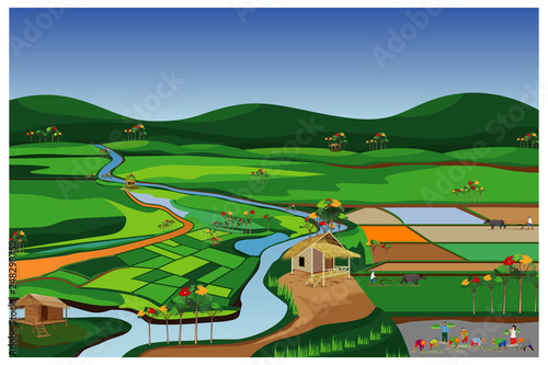 the large paddy field vector design
