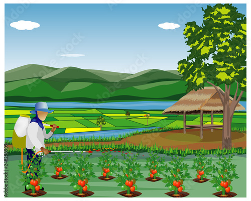 agriculturist sprays tomato plant vector design