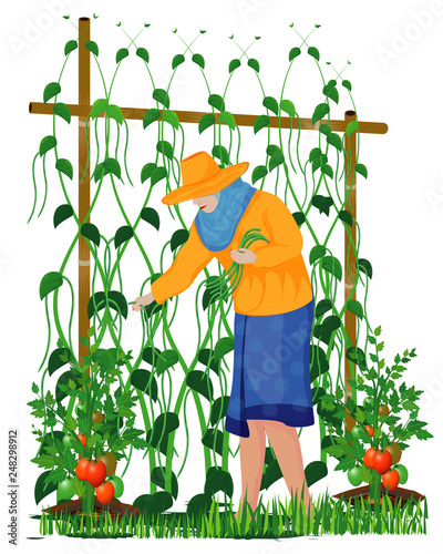 agriculturist harvest lentils in garden vector design