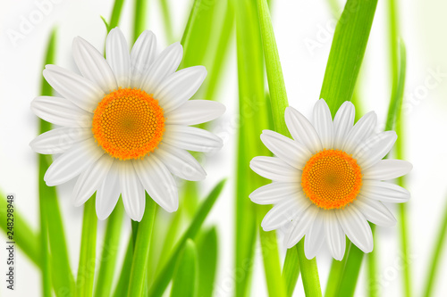 Flower background, green grass whith white daisy flower spring background.