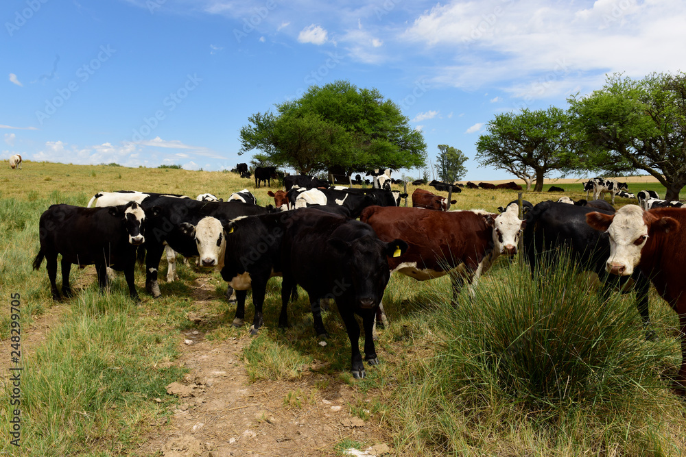 Cows fed on natural grass, La Pampa, Argentina