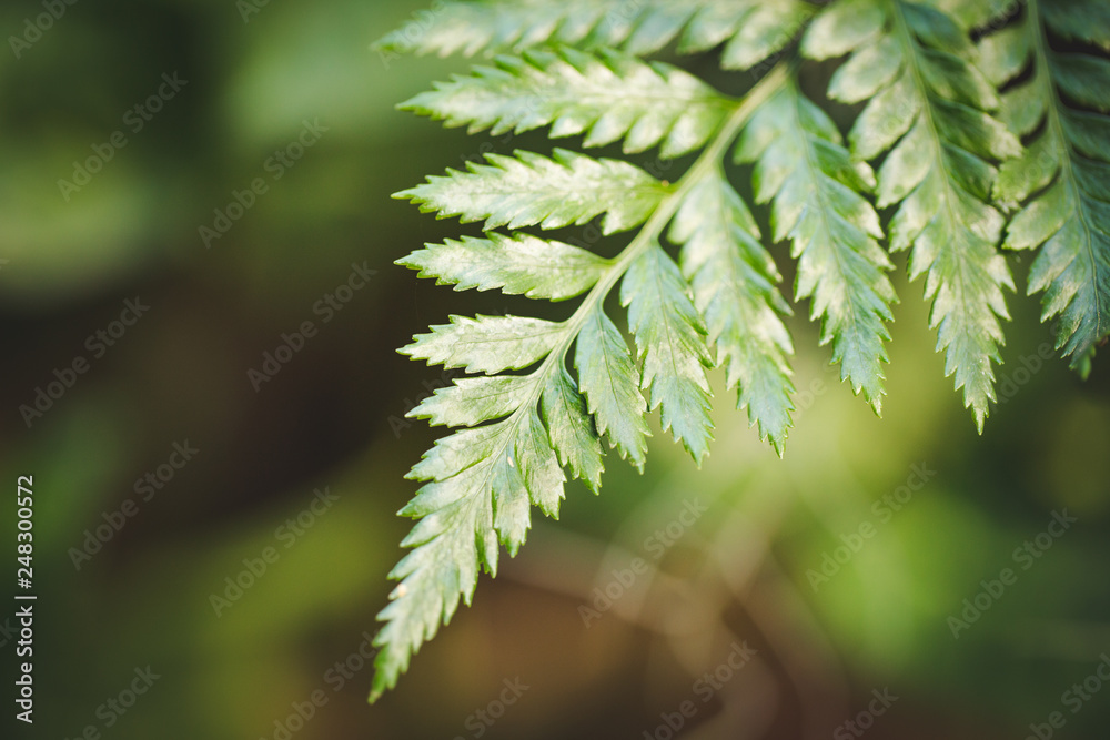 Close up image of a fern leaf in a nursery