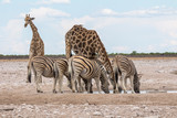 Giraffes and Zebras drinking at waterhole, Etosha Park