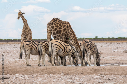 Giraffes and Zebras drinking at waterhole, Etosha Park
