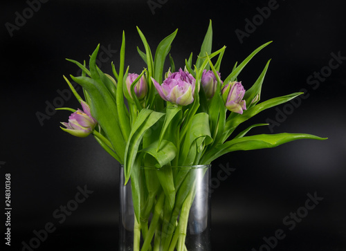 vase with pink tulips on black background insulated