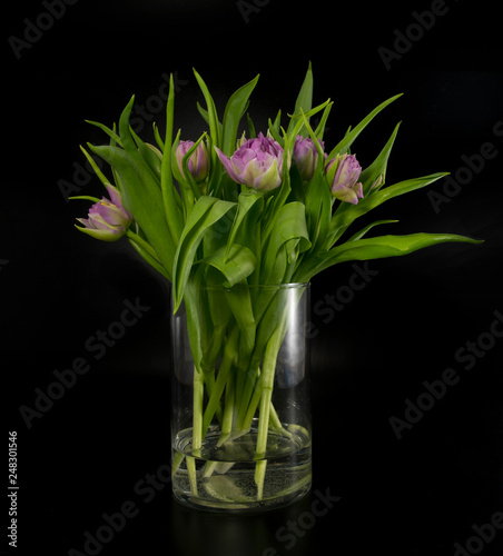 vase with pink tulips on black background insulated