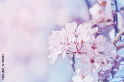 White flowers blossom in spring. Nature background