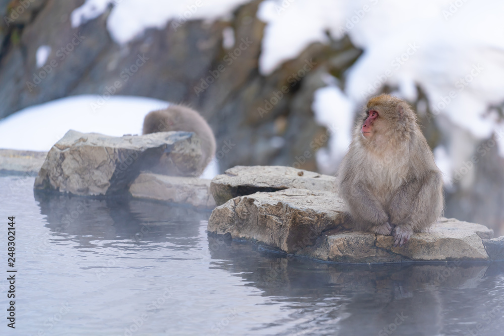 Obraz premium 猿物語（長野県地獄谷野猿公苑）