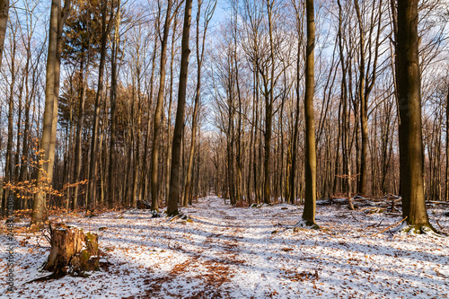 Winter in Heidelberg photo