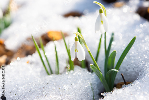 snowdrop growing in the forest