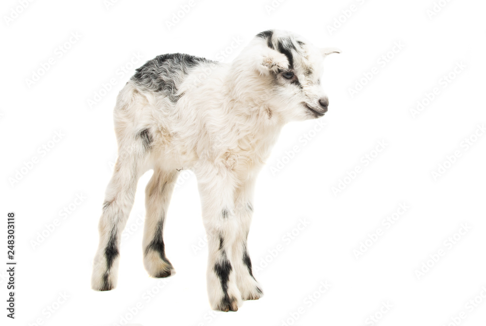 Obraz premium little goat isolated