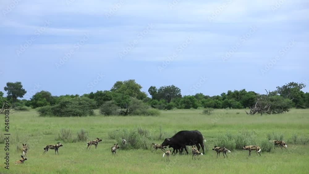 Wild Dog Hunting in Botswana, buffalo cow and calf with predator. Wildlife scene from Africa, Moremi, Okavango delta. Animal behaviour, pack pride of African wild dogs offensive attack on calf. Wild Dog Hunting in Botswana, buffalo cow and calf with predator. Wildlife scene from Africa, Moremi, Okavango delta. Animal behaviour, pack pride of African wild dogs offensive attack on calf.