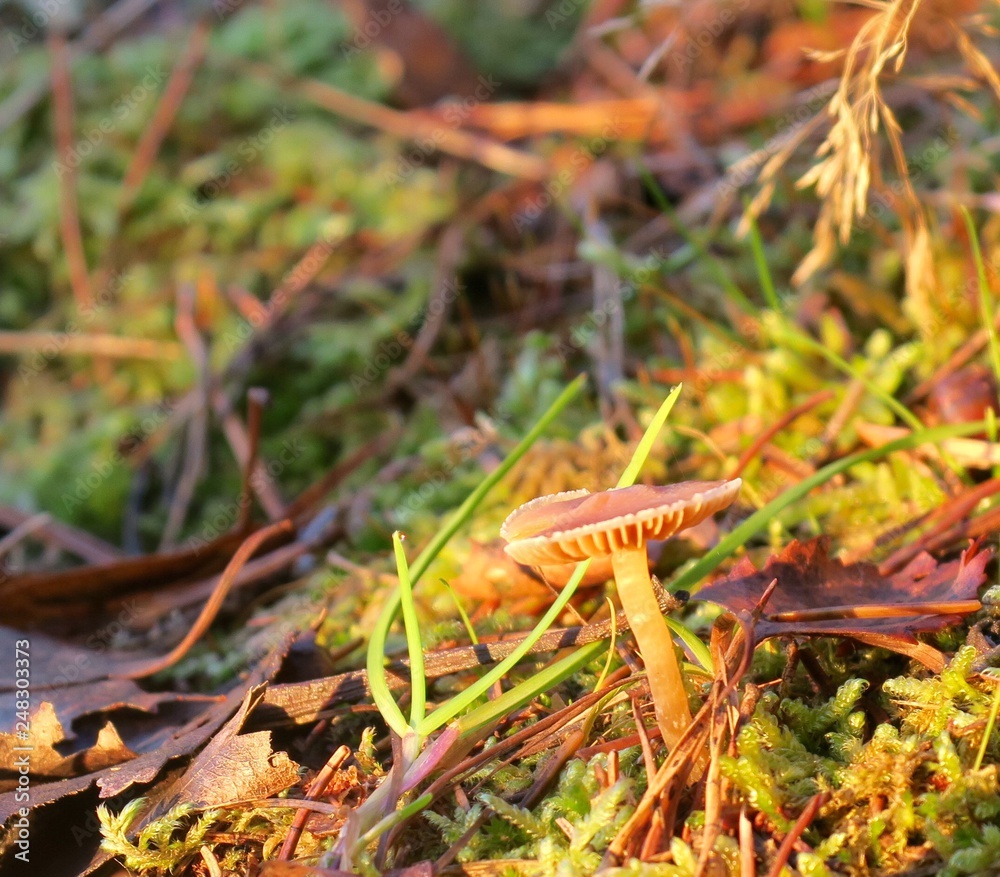 In the forest In the forest