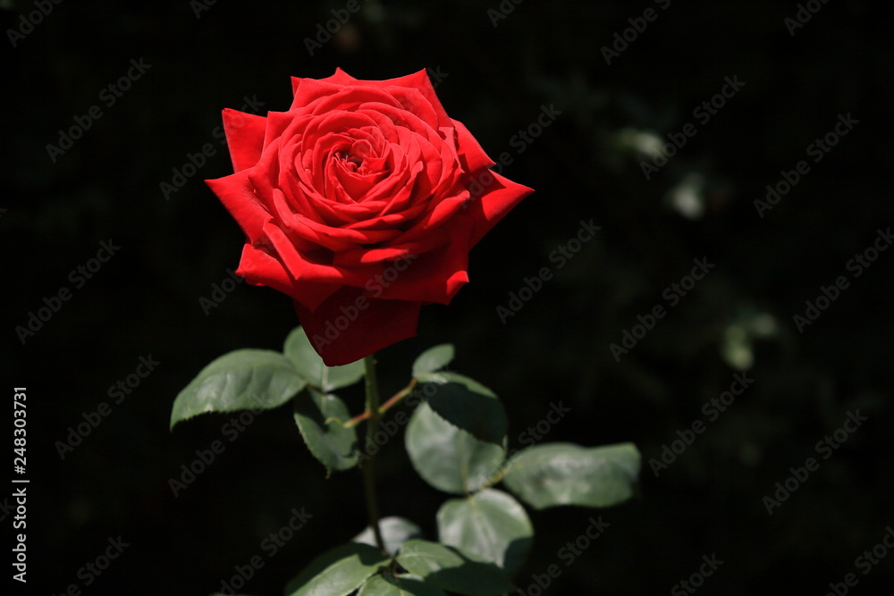 Naklejka premium 陽光に照らされて輝く深紅の薔薇