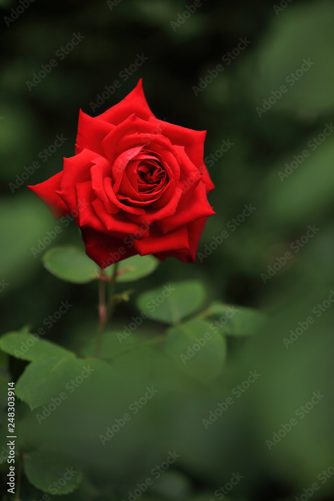 花壇に咲いた深紅の薔薇 花壇に咲いた深紅の薔薇