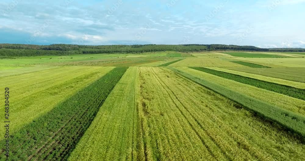 Wheat field. Ukraine, Rivne region, Aerial drone view Wheat field. Ukraine, Rivne region, Aerial drone view