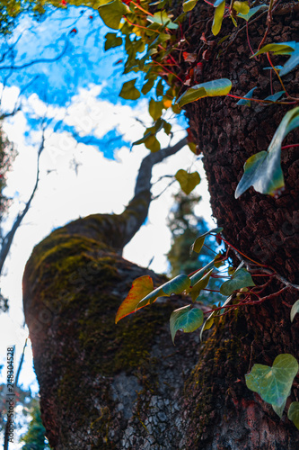Tree in the forest