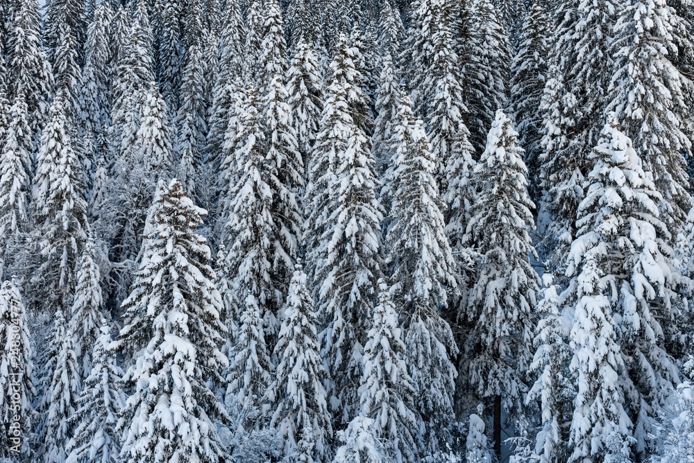 snow in the forest in the mountains alps - Switzerland snow in the forest in the mountains alps - Switzerland
