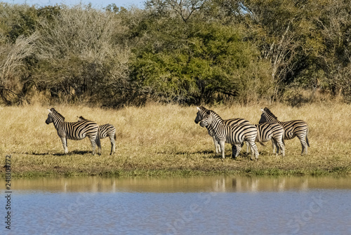 Herd of zebras in the African savannah  South Africa