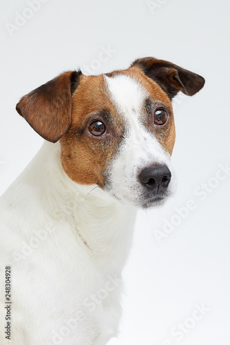 Close portrait of the cute Jack Russell Terrier on the white background © Roman Tyukin