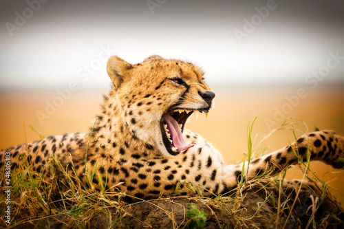 Gepard Portrait 