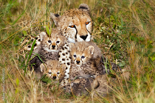 Gepard mit Jungen
