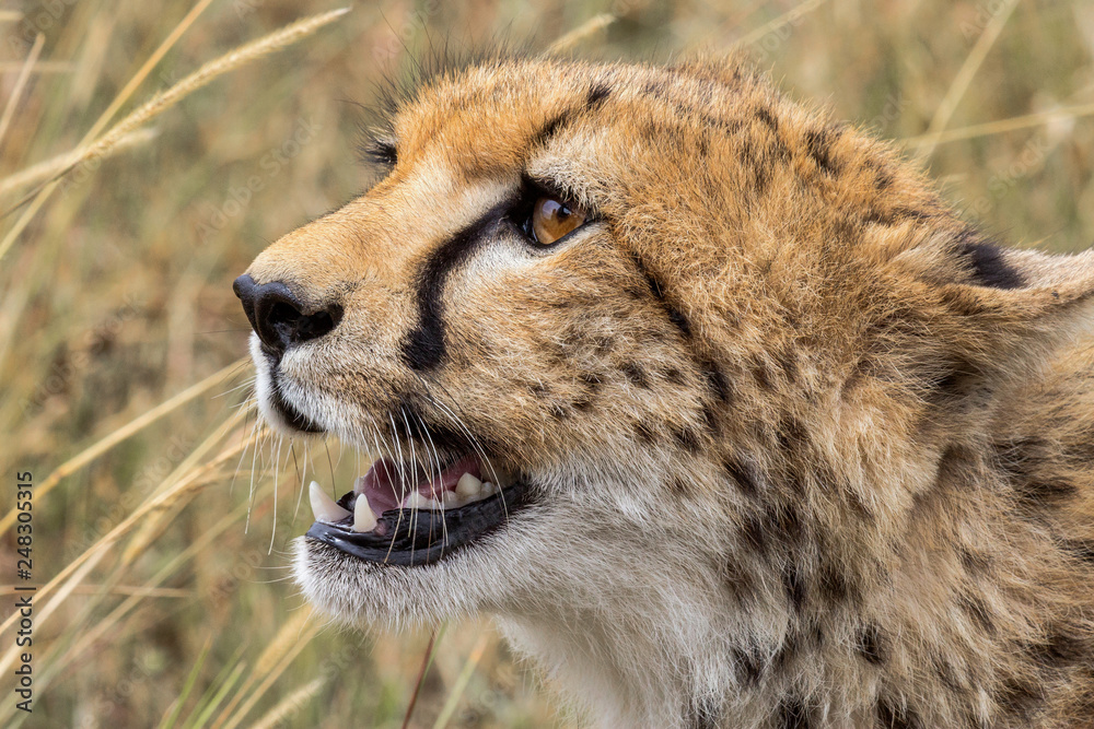 Gepard Portrait 