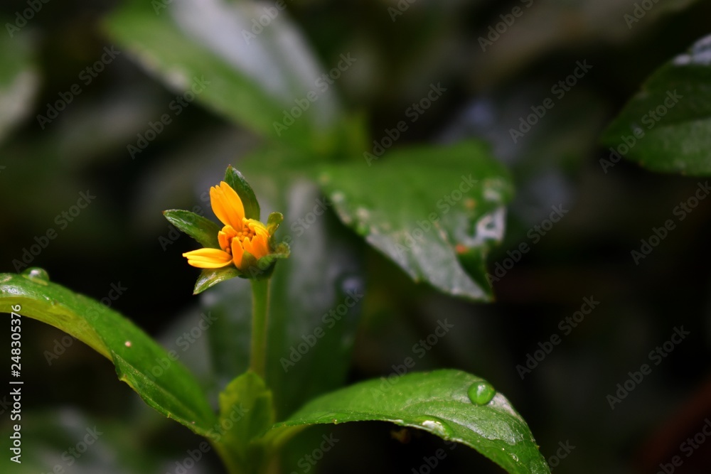 yellow flower yellow flower