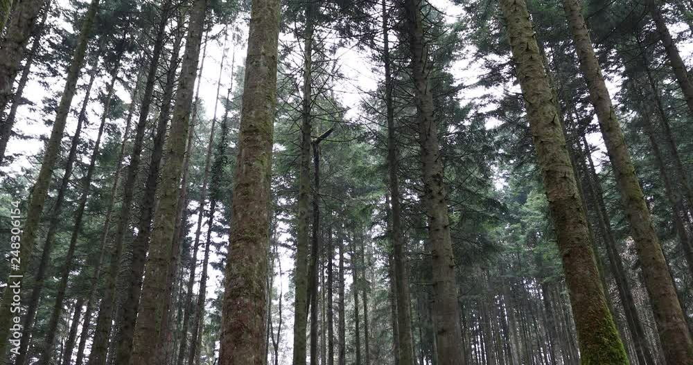View of tall conifer trees in the forest.
