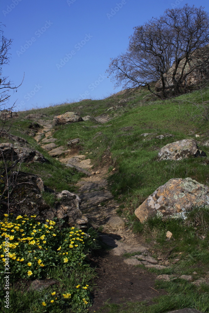 Yellow flowers along the path among stony slopes Yellow flowers along the path among stony slopes